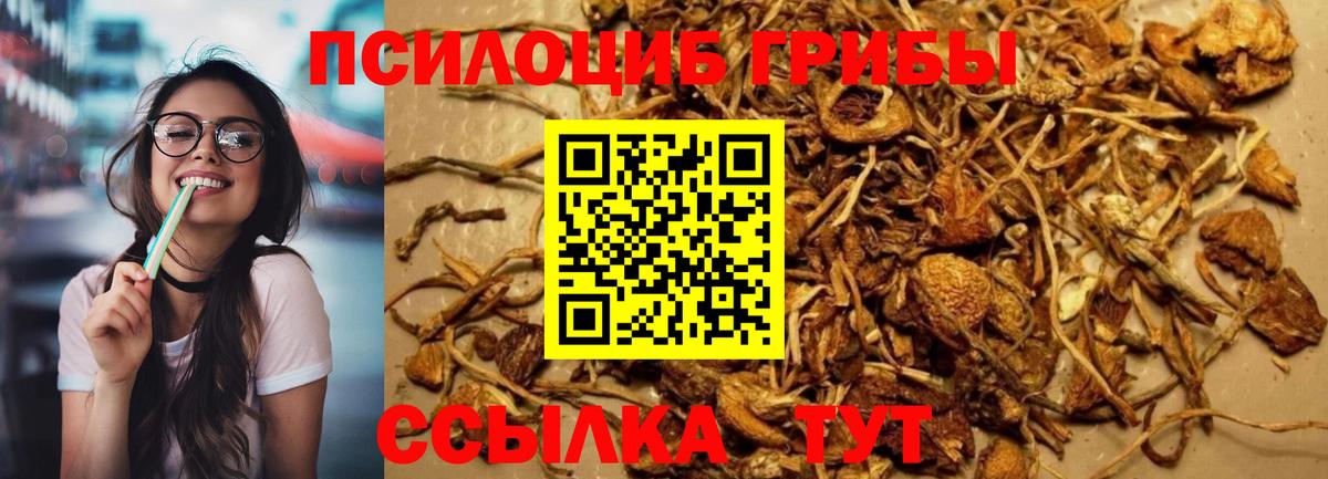Псилоцибиновые грибы Cubensis  Вход с VPN  Алексеевка 